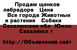 Продам щенков лабрадора › Цена ­ 20 000 - Все города Животные и растения » Собаки   . Сахалинская обл.,Южно-Сахалинск г.